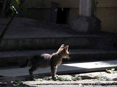 小さな小さなキジトラ子猫