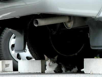 お昼寝、キジ白