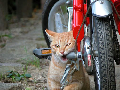 赤い自転車と子猫