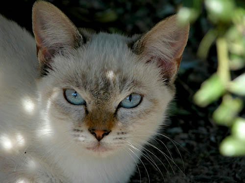 シャム猫系子猫