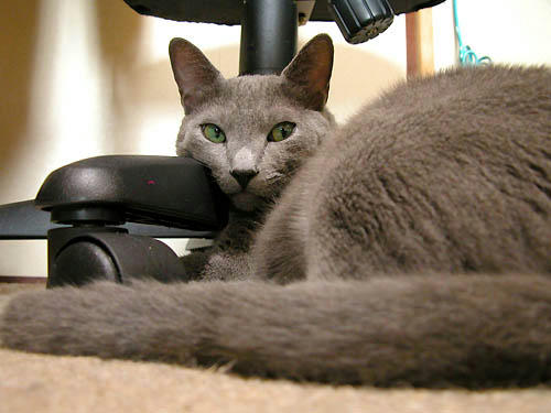 首、痛くないのですか？レオン