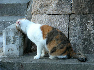 スリスリ・・・三毛猫