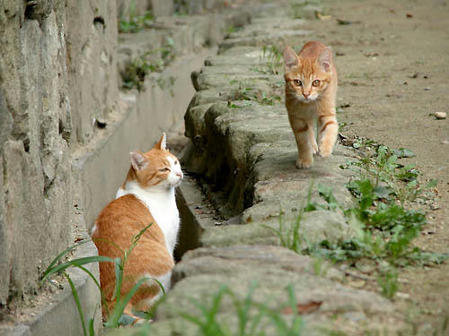 茶白ペロちゃんと茶トラ子猫