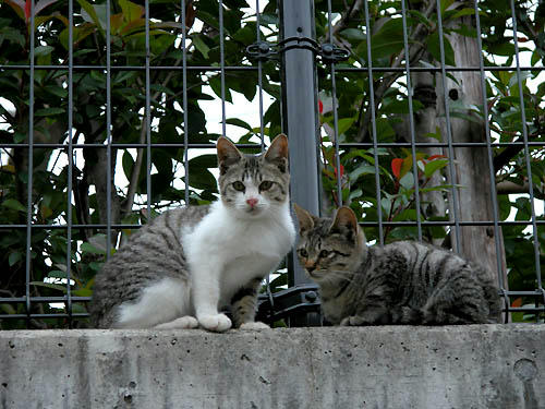 キジトラ白キジ、兄妹？