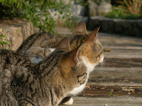 キジトラ、白キジ