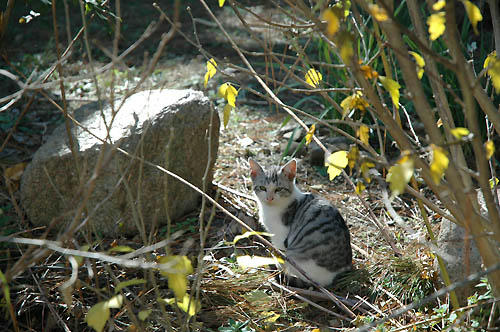 白サバ、ヤンチャっ子
