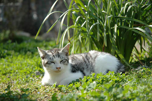 サバ白子猫