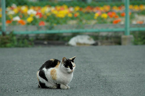 三毛猫とポピー