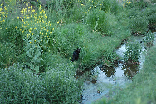 黒猫と小さな川