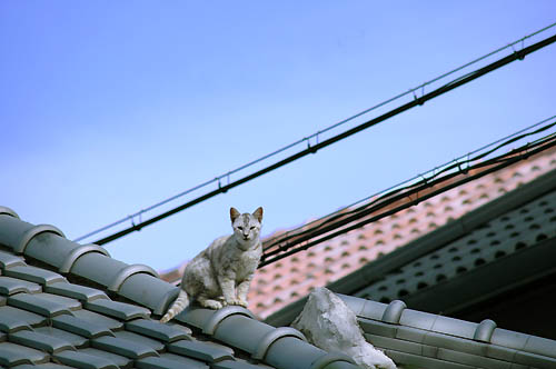 屋根の上の子猫