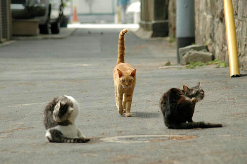 茶トラ　キジトラ　サバ白