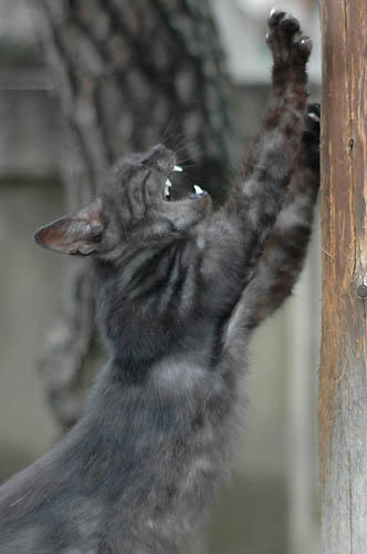 黒スモーク猫
