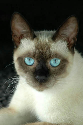 青い目のシャムネコ