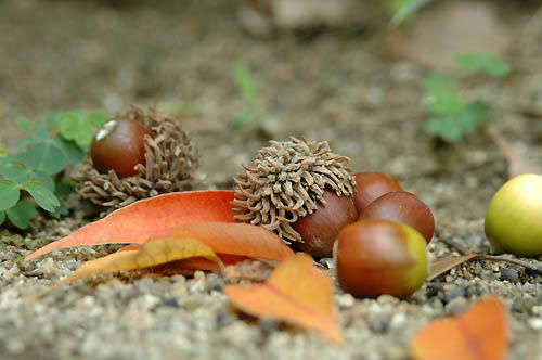 どんぐり