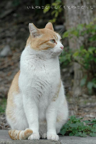 茶白猫