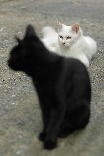 黒猫と白猫