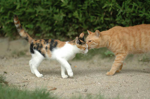 三毛子猫と茶トラ