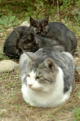 サバ白、黒スモーク、子猫