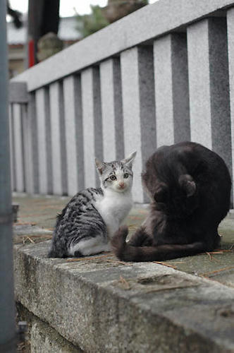 サバ白子猫とお母さん