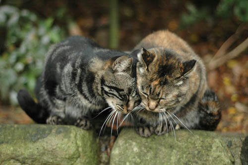 キジトラ＆サビ猫