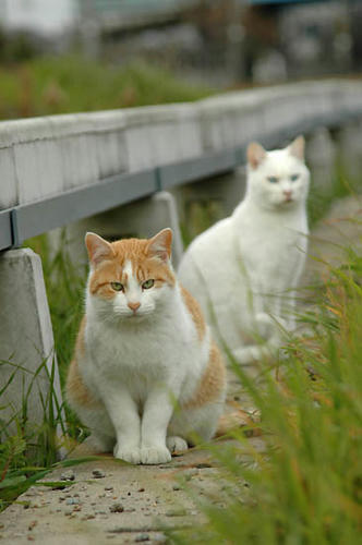 茶白猫と白猫