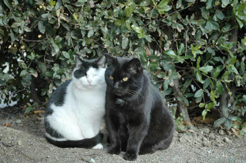 黒猫と白黒猫