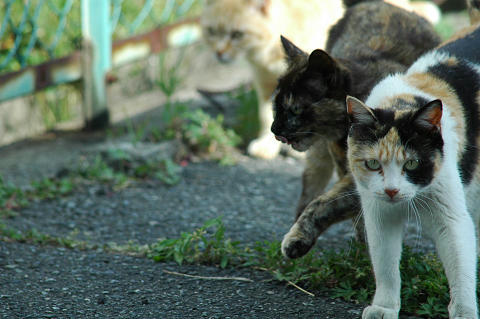 三毛猫サビ猫茶白猫
