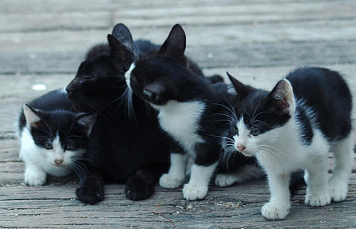 黒猫かあさんと白黒はちわれ３兄弟