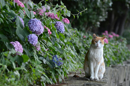 紫陽花とペロちゃん（茶白猫）
