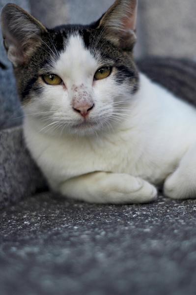 キジ白猫マーちゃん