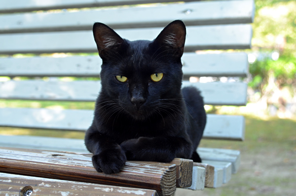 黒猫　ベンチ