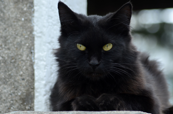 黒猫　長毛