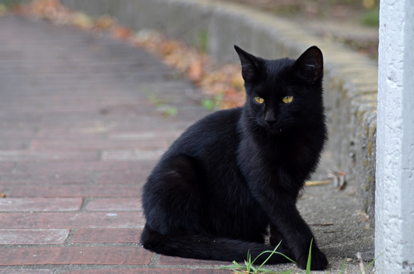 黒猫　子猫　落ち葉