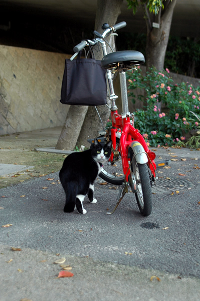 はちわれ猫　赤い自転車
