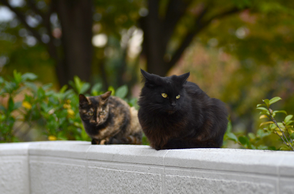 黒猫　サビ猫（べっこう猫）
