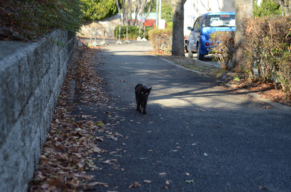 黒猫　落ち葉