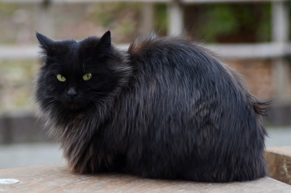 長毛　黒猫
