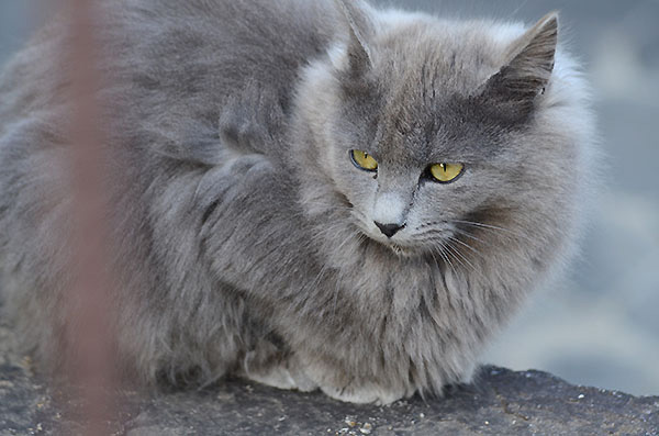灰色猫　長毛　子猫
