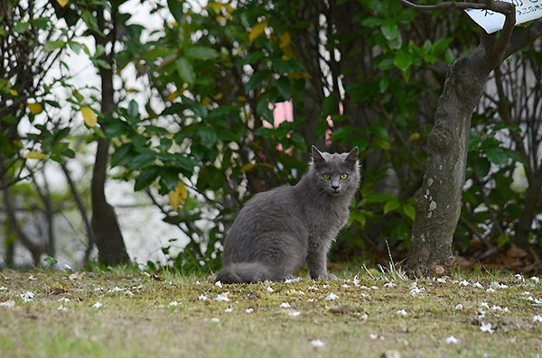 灰色猫　子猫