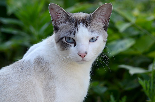シンガプーラ風　白猫　青い目