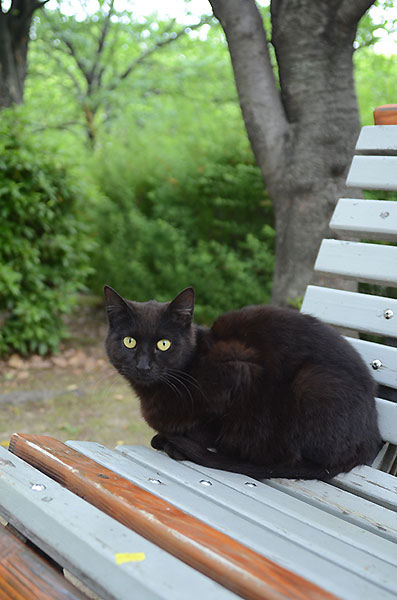 黒猫　ベンチ