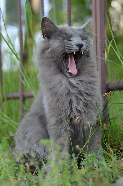 灰色猫　子猫　あくび