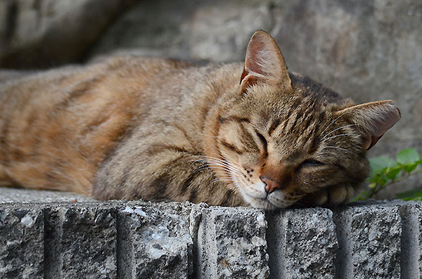 キジトラ猫　お昼寝