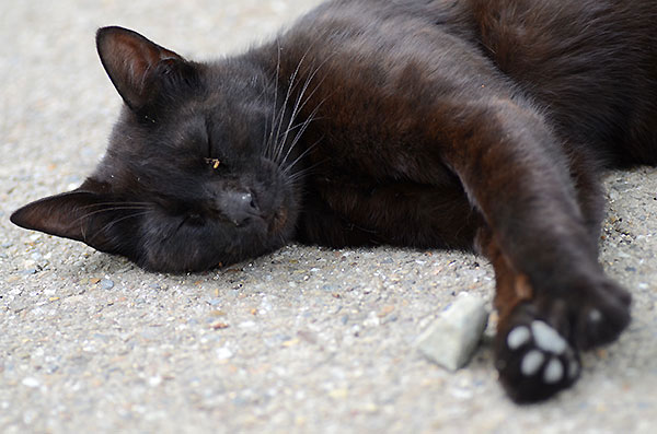 黒猫　お昼寝