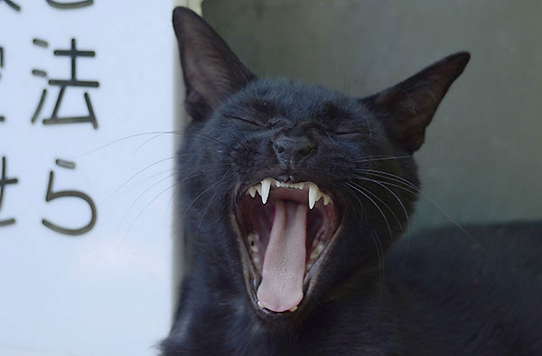 黒猫　あくび