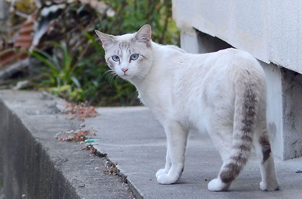 シャム猫風　シンガプーラ風　白猫