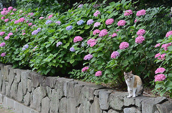 縞三毛猫　サイちゃん　紫陽花
