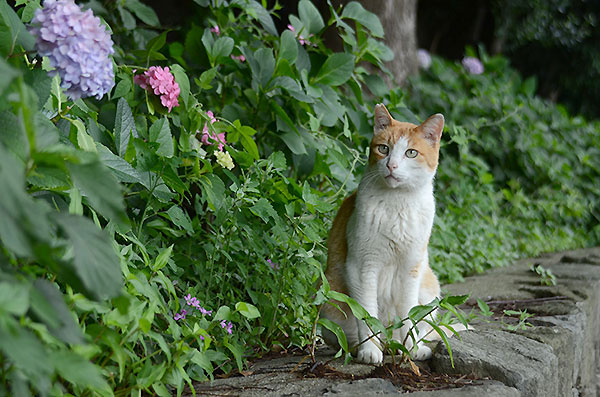 茶白猫　ペロちゃん　紫陽花