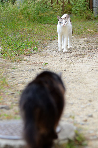 白猫　黒猫　シャム猫風