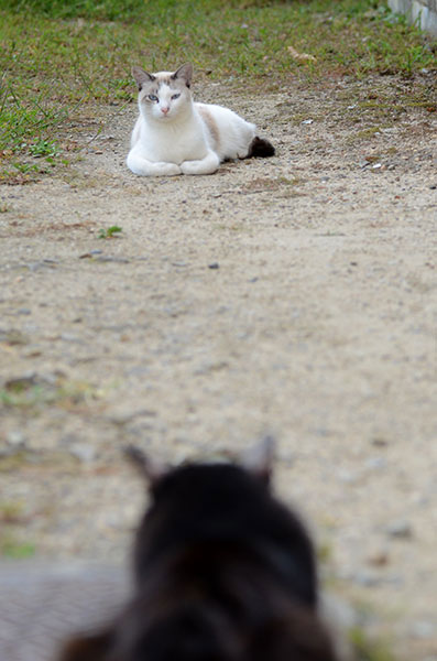 白猫　黒猫　シャム猫風